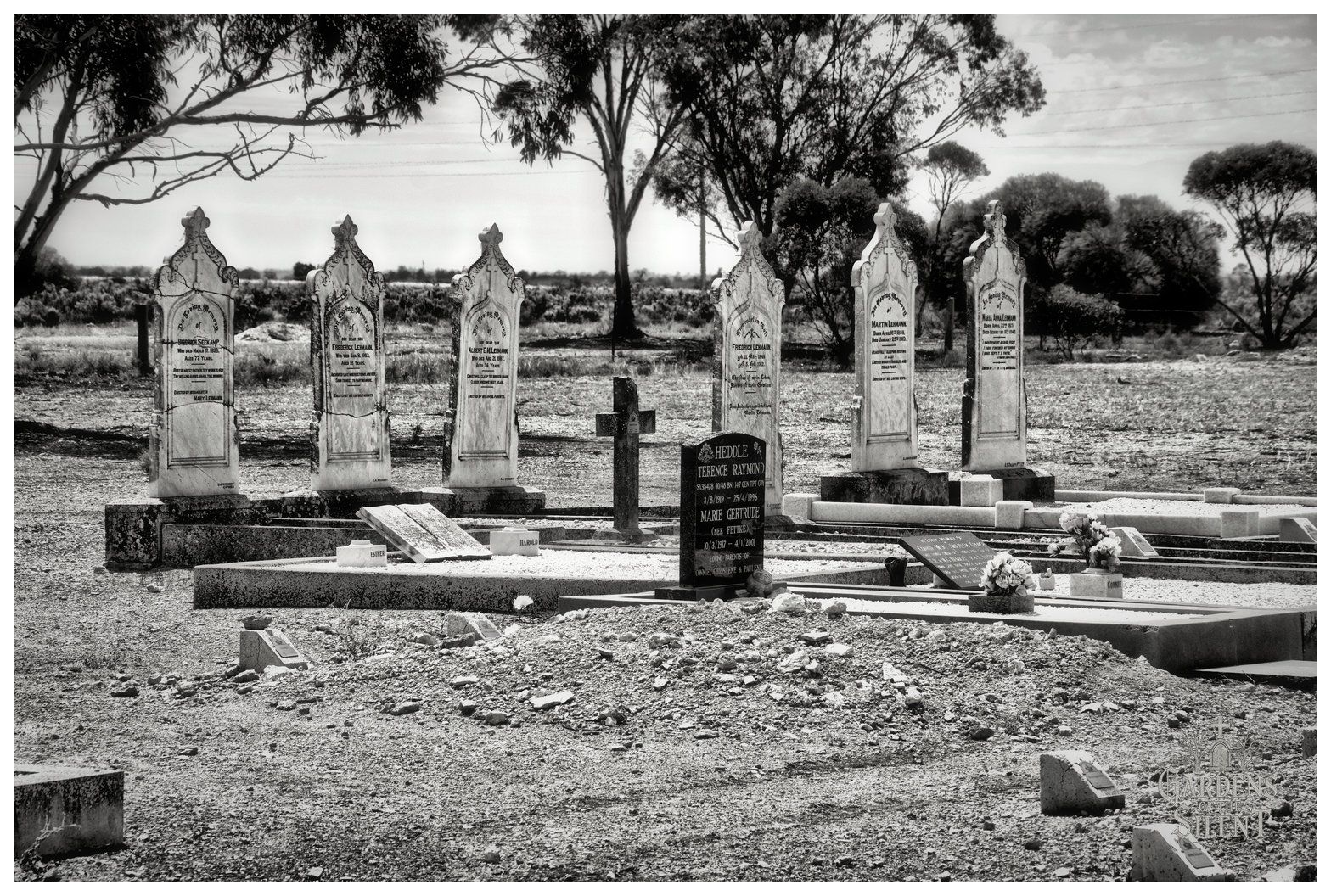 A wide angle monochrome photograph featuring a row of arched historic marble headstones standing sentinel across an arid cemetery plot. The foreground displays unpaved gravel, rough stones, and modern polished granite markers adorned with small flower bouquets. Tall eucalyptus trees frame the composition against a bright sky, highlighting the transition between generations laid to rest here.